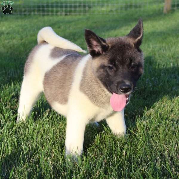 Sandra, Akita Puppy